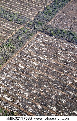 Aerial view, illegal fire clearing, trunks, branches and twigs of a cleared forest are burned on the future soybean fields in the Gran Chaco, Salta, Argentina, South America View Large Photo Image Stock Image - Aerial view, illegal fire clearing, trunks, branches and twigs of a cleared forest are burned on the future soybean fields in the Gran Chaco, Salta, Argentina, South America. Fotosearch
