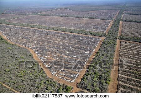 Aerial view, illegal fire clearing, trunks, branches and twigs of a cleared forest are burned on the future soybean fields in the Gran Chaco, Salta, Argentina, South America View Large Photo Image Stock Photo - Aerial view, illegal fire clearing, trunks, branches and twigs of a cleared forest are burned on the future soybean fields in the Gran Chaco, Salta, Argentina, South America. Fotosearch