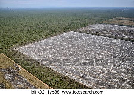Aerial view, illegal fire clearing, trunks, branches and twigs of a cleared forest are burned on the future soybean fields in the Gran Chaco, Salta, Argentina, South America View Large Photo Image Stock Photo - Aerial view, illegal fire clearing, trunks, branches and twigs of a cleared forest are burned on the future soybean fields in the Gran Chaco, Salta, Argentina, South America. Fotosearch