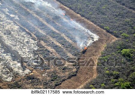 Aerial view, illegal fire clearing, trunks, branches and twigs of a cleared forest are burned on the future soybean fields in the Gran Chaco, Salta, Argentina, South America View Large Photo Image Stock Photography - Aerial view, illegal fire clearing, trunks, branches and twigs of a cleared forest are burned on the future soybean fields in the Gran Chaco, Salta, Argentina, South America. Fotosearch