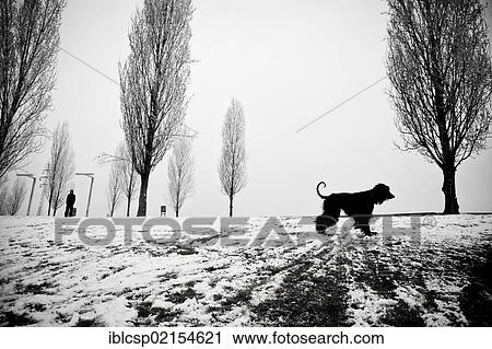 Afghan dog at winter time in Sant Cugat del Valles, Barcelona, Catalonia, Spain, Europe View Large Photo Image Stock Image - Afghan dog at winter time in Sant Cugat del Valles, Barcelona, Catalonia, Spain, Europe. Fotosearch