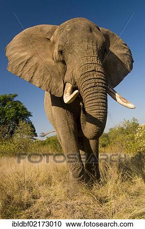 African elephant (Loxodonta africana), Hazyview Elephant Sanctuary, Mpumalanga, South Africa, Africa View Large Photo Image Stock Image - African elephant (Loxodonta africana), Hazyview Elephant Sanctuary, Mpumalanga, South Africa, Africa. Fotosearch