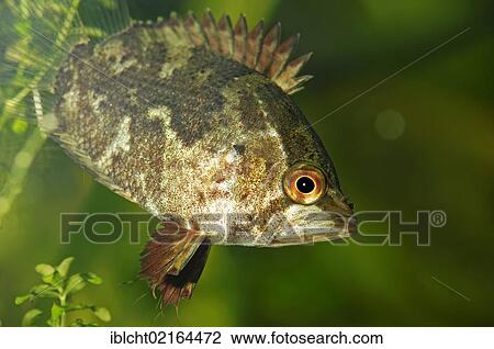 African Leaf Fish (Polycentropsis abbreviata), captive, Bergkamen, North Rhine-Westphalia, Germany, Europe View Large Photo Image Stock Image - African Leaf Fish (Polycentropsis abbreviata), captive, Bergkamen, North Rhine-Westphalia, Germany, Europe. Fotosearch