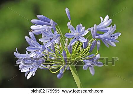 Stock Photography - African lily (Agapanthus africanus, Agapanthus umbellatus). Fotosearch