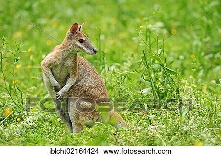 Agile Wallaby or Sandy Wallaby (Macropus agilis, Wallabia agilis), Australian species, captive, Netherlands, Europe View Large Photo Image Picture - Agile Wallaby or Sandy Wallaby (Macropus agilis, Wallabia agilis), Australian species, captive, Netherlands, Europe. Fotosearch