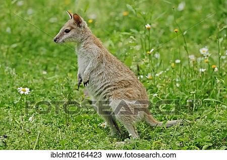 Agile Wallaby or Sandy Wallaby (Macropus agilis, Wallabia agilis), Australian species, captive, Netherlands, Europe View Large Photo Image Stock Image - Agile Wallaby or Sandy Wallaby (Macropus agilis, Wallabia agilis), Australian species, captive, Netherlands, Europe. Fotosearch