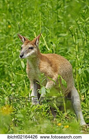 Agile Wallaby or Sandy Wallaby (Macropus agilis, Wallabia agilis), Australian species, captive, Netherlands, Europe View Large Photo Image Stock Photograph - Agile Wallaby or Sandy Wallaby (Macropus agilis, Wallabia agilis), Australian species, captive, Netherlands, Europe. Fotosearch