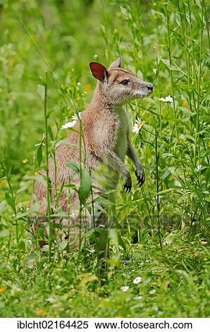 Stock Photography - Agile Wallaby or Sandy Wallaby (Macropus agilis, Wallabia agilis), Australian species, captive, Netherlands, Europe. Fotosearch