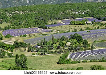 Stock Photograph - Agricultural land with fields of Lavender (Lavandula angustifolia), Vaucluse, Provence-Alpes-Cote d'Azur, Southern France, France, Europe, PublicGround, Europe. Fotosearch