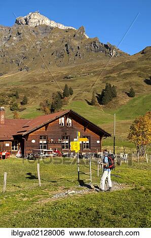 Alpine farmhouse on Spielbodenalp below the summit of Birg Mountain with the mid station of the Schilthornbahn cable car, Muerren hiking area, Bernese Oberland, Switzerland, Europe View Large Photo Image Stock Photograph - Alpine farmhouse on Spielbodenalp below the summit of Birg Mountain with the mid station of the Schilthornbahn cable car, Muerren hiking area, Bernese Oberland, Switzerland, Europe. Fotosearch