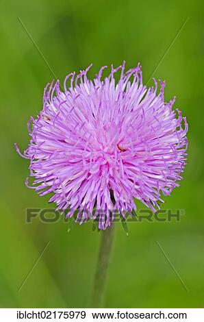 Stock Photo - Alpine thistle (Carduus defloratus), Berchtesgaden National Park, Bavaria, Germany, Europe. Fotosearch