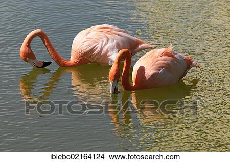 American or Caribbean Flamingo (Phoenicopterus ruber), Caya Coco, Cuba, Greater Antilles, Caribbean, Central America, America, North America View Large Photo Image Picture - American or Caribbean Flamingo (Phoenicopterus ruber), Caya Coco, Cuba, Greater Antilles, Caribbean, Central America, America, North America. Fotosearch