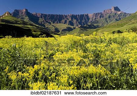 Amphitheatre, Royal Natal National Park, Drakensberg Mountains, KwaZulu-Natal, South Africa, Africa View Large Photo Image Stock Image - Amphitheatre, Royal Natal National Park, Drakensberg Mountains, KwaZulu-Natal, South Africa, Africa. Fotosearch