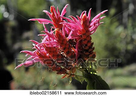 Stock Image - Aphelandra acanthoideae, Aphelandra sinclariana, Jardin Botanico de Cienfuegos, Botanical Garden of Cienfuegos, Cuba, Greater Antilles, Caribbean, Central America, America, North America. Fotosearch