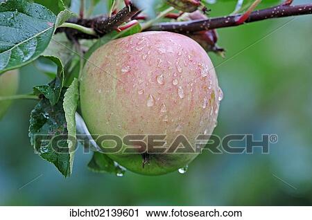 Apple (Malus domestica), cultured apple, on a tree, Altes Land, Lower Saxony, Germany, Europe View Large Photo Image Stock Image - Apple (Malus domestica), cultured apple, on a tree, Altes Land, Lower Saxony, Germany, Europe. Fotosearch