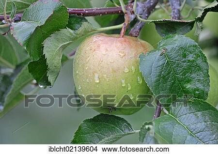 Apple (Malus domestica) on a branch, Altes Land, Lower Saxony, Germany, Europe View Large Photo Image Picture - Apple (Malus domestica) on a branch, Altes Land, Lower Saxony, Germany, Europe. Fotosearch