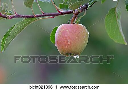 Apple (Malus domestica) on a branch, Altes Land, Lower Saxony, Germany, Europe View Large Photo Image Stock Image - Apple (Malus domestica) on a branch, Altes Land, Lower Saxony, Germany, Europe. Fotosearch