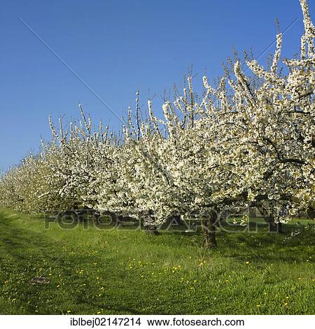 Picture - Apple trees (Malus domestica) in an orchard, Limagne, Auvergne, France, Europe. Fotosearch