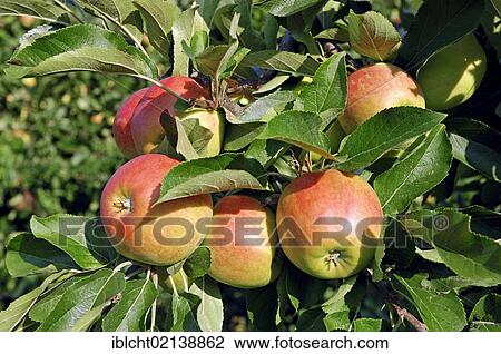 Stock Image - Apples (Malus domestica), cultured apples, on a tree, Altes Land, Lower Saxony, Germany, Europe. Fotosearch