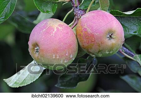 Apples (Malus domestica), cultured apples, on a tree, Altes Land, Lower Saxony, Germany, Europe View Large Photo Image Stock Image - Apples (Malus domestica), cultured apples, on a tree, Altes Land, Lower Saxony, Germany, Europe. Fotosearch