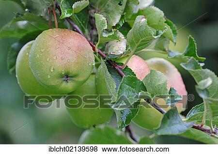 Apples (Malus domestica), cultured apples, on a tree, Altes Land, Lower Saxony, Germany, Europe View Large Photo Image Stock Photo - Apples (Malus domestica), cultured apples, on a tree, Altes Land, Lower Saxony, Germany, Europe. Fotosearch