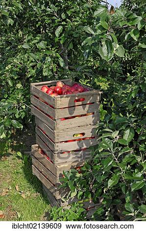 Stock Photo - Apples (Malus domestica) in boxes at an apple tree plantation, Altes Land, Lower Saxony, Germany, Europe. Fotosearch
