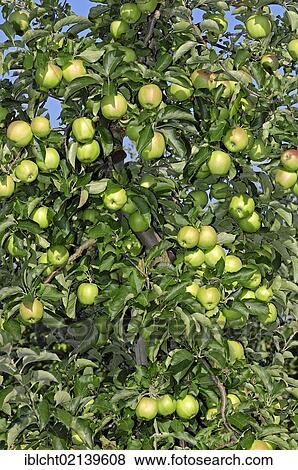 Apples (Malus domestica) on a tree, Altes Land, Lower Saxony, Germany, Europe View Large Photo Image Stock Photo - Apples (Malus domestica) on a tree, Altes Land, Lower Saxony, Germany, Europe. Fotosearch