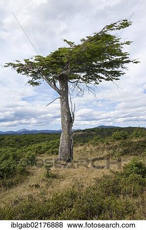 "Arboles Banderas", bent tree, Fireland, Patagonia, Argentina, South America View Large Photo Image Stock Photo - "Arboles Banderas", bent tree, Fireland, Patagonia, Argentina, South America. Fotosearch
