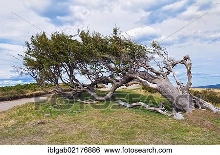Stock Photograph - "Arboles Banderas", bent tree, Fireland, Patagonia, Argentina, South America. Fotosearch