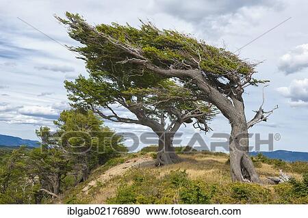 "Arboles Banderas", bent trees, Fireland, Patagonia, Argentina, South America View Large Photo Image Stock Image - "Arboles Banderas", bent trees, Fireland, Patagonia, Argentina, South America. Fotosearch