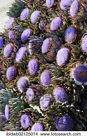 Artichoke (Cynara cardunculus) flowers View Large Photo Image Picture - Artichoke (Cynara cardunculus) flowers. Fotosearch