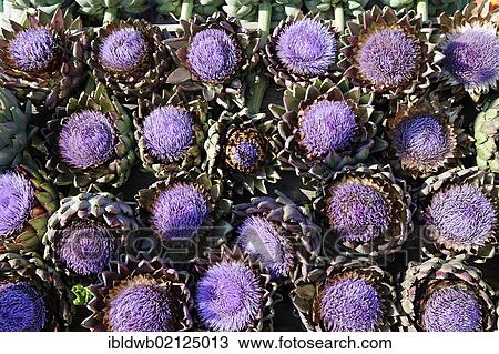 Artichoke (Cynara cardunculus) flowers View Large Photo Image Stock Image - Artichoke (Cynara cardunculus) flowers. Fotosearch