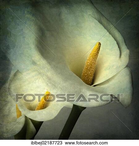 Arum flowers, vintage look View Large Photo Image Stock Image - Arum flowers, vintage look. Fotosearch