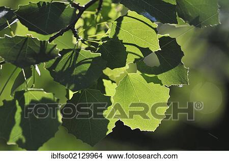 Aspen (Populus tremula), leaves with backlighting, Germany, Eurpoa, Europe View Large Photo Image Picture - Aspen (Populus tremula), leaves with backlighting, Germany, Eurpoa, Europe. Fotosearch