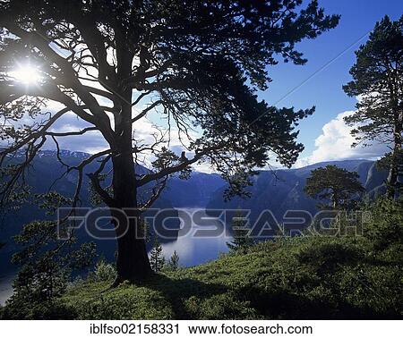 Aurlandsfjord, Aurland, Sogn og Fjordane, Norway, Scandinavia, Europe View Large Photo Image Stock Image - Aurlandsfjord, Aurland, Sogn og Fjordane, Norway, Scandinavia, Europe. Fotosearch
