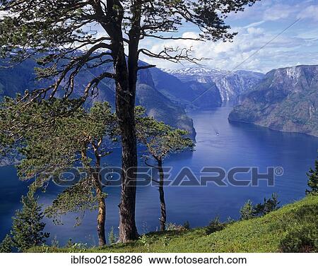 Aurlandsfjord, Aurland, Sogn og Fjordane, Norway, Scandinavia, Europe View Large Photo Image Stock Photograph - Aurlandsfjord, Aurland, Sogn og Fjordane, Norway, Scandinavia, Europe. Fotosearch