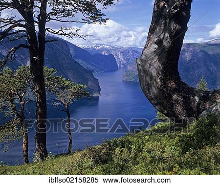 Aurlandsfjord, Aurland, Sogn og Fjordane, Norway, Scandinavia, Europe View Large Photo Image Stock Photography - Aurlandsfjord, Aurland, Sogn og Fjordane, Norway, Scandinavia, Europe. Fotosearch