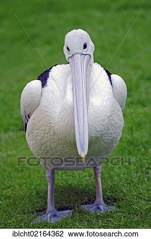 Australian Pelican (Pelecanus conspicillatus), Australian species, captive, Czech Republic, Europe View Large Photo Image Stock Image - Australian Pelican (Pelecanus conspicillatus), Australian species, captive, Czech Republic, Europe. Fotosearch