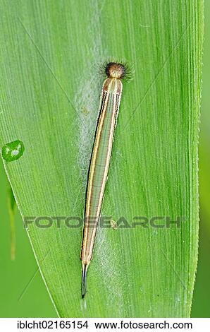 Automedon Giant Owl (Eryphanis polyxena), caterpillar, South American species, captive, North Rhine-Westphalia, Germany, Europe View Large Photo Image Picture - Automedon Giant Owl (Eryphanis polyxena), caterpillar, South American species, captive, North Rhine-Westphalia, Germany, Europe. Fotosearch