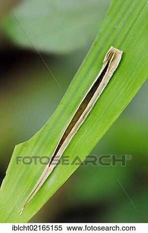 Automedon Giant Owl (Eryphanis polyxena), caterpillar, South American species, captive, North Rhine-Westphalia, Germany, Europe View Large Photo Image Stock Photography - Automedon Giant Owl (Eryphanis polyxena), caterpillar, South American species, captive, North Rhine-Westphalia, Germany, Europe. Fotosearch