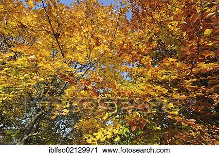 Autumn leaves of Maple (Acer platanoides) and Beech (Fagus sylvatica) trees seen from below, Thuringia, Germany, Europe View Large Photo Image Stock Image - Autumn leaves of Maple (Acer platanoides) and Beech (Fagus sylvatica) trees seen from below, Thuringia, Germany, Europe. Fotosearch