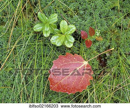 Autumn leaves on moss, Norway, Scandinavia, Europe View Large Photo Image Stock Image - Autumn leaves on moss, Norway, Scandinavia, Europe. Fotosearch