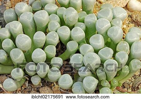 Babies toes or Window plant (Fenestraria rhopalophylla), native to Namibia and South Africa View Large Photo Image Stock Image - Babies toes or Window plant (Fenestraria rhopalophylla), native to Namibia and South Africa. Fotosearch
