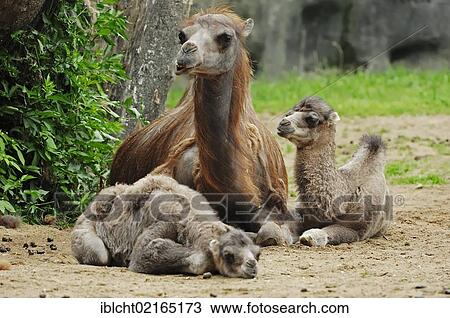 Stock Image - Bactrian Camel or Two-humped Camel (Camelus ferus bactrianus, Camelus bactrianus bactrianus), female with two young, Asian species, captive, North Rhine-Westphalia, Germany, Europe. Fotosearch