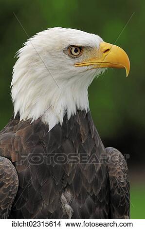 Picture - Bald eagle (Haliaeetus leucocephalus), portrait, found in North America, captive, Germany, Europe. Fotosearch