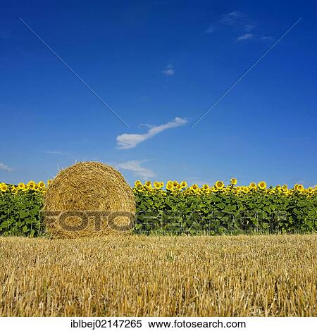 Bale of straw in front of a sunflower field, Limagne, Auvergne, France, Europe View Large Photo Image Stock Photography - Bale of straw in front of a sunflower field, Limagne, Auvergne, France, Europe. Fotosearch