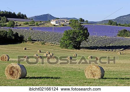 Bales of straw and fields of Lavender (Lavandula angustifolia), Vaucluse, Provence-Alpes-Cote d'Azur, Southern France, France, Europe, PublicGround, Europe View Large Photo Image Picture - Bales of straw and fields of Lavender (Lavandula angustifolia), Vaucluse, Provence-Alpes-Cote d'Azur, Southern France, France, Europe, PublicGround, Europe. Fotosearch