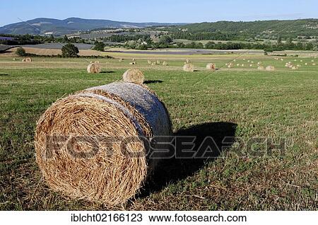 Bales of straw, Vaucluse, Provence-Alpes-Cote d'Azur, Southern France, France, Europe, PublicGround, Europe View Large Photo Image Stock Image - Bales of straw, Vaucluse, Provence-Alpes-Cote d'Azur, Southern France, France, Europe, PublicGround, Europe. Fotosearch