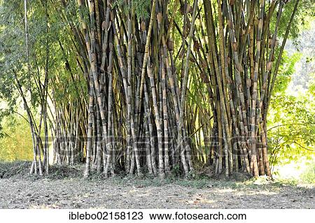 Stock Image - Bamboo (Bambuseae), Jardin Botanico de Cienfuegos, Botanical Garden of Cienfuegos, Cuba, Greater Antilles, Caribbean, Central America, America, North America. Fotosearch