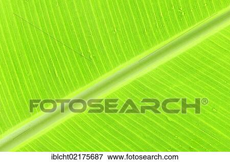 Banana leaf (Musa acuminata, Musa cavendishii), leaf detail View Large Photo Image Stock Photo - Banana leaf (Musa acuminata, Musa cavendishii), leaf detail. Fotosearch